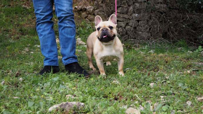 femelle bouledogue fauve